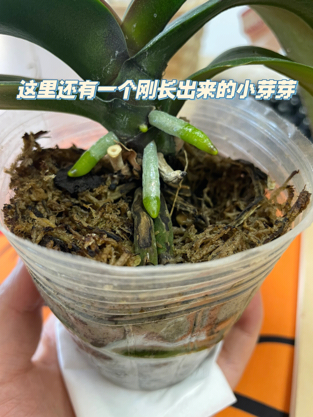 蝴蝶兰花芽和气根图片图片