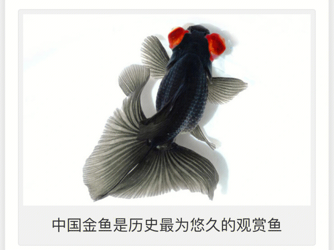 金鱼的祖先是中国的野生鲫鱼浅谈金鱼的起源