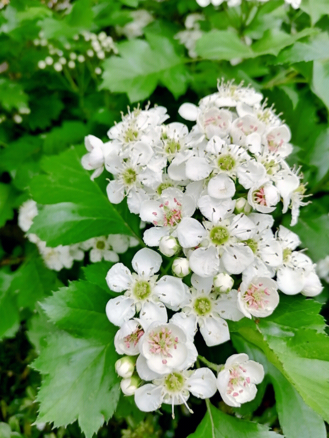 山楂花吉他谱图片