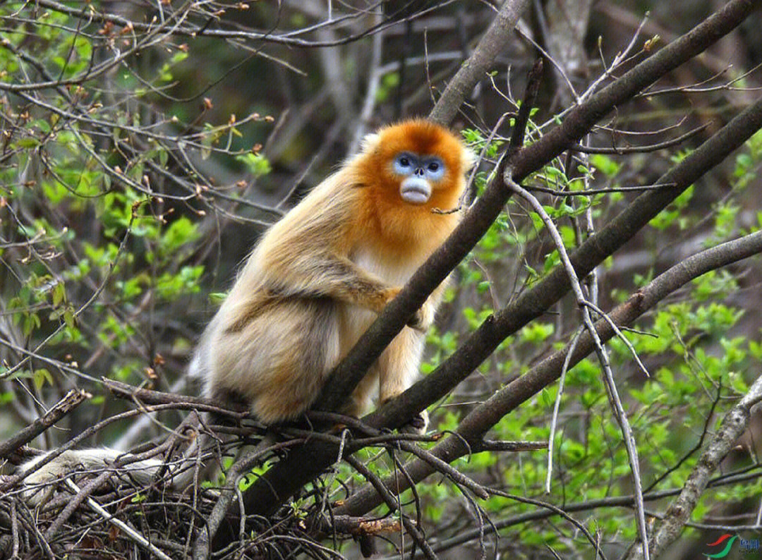 川金丝猴(学名:rhinopithecus roxellana)是猴科,仰鼻猴属动物,为体型