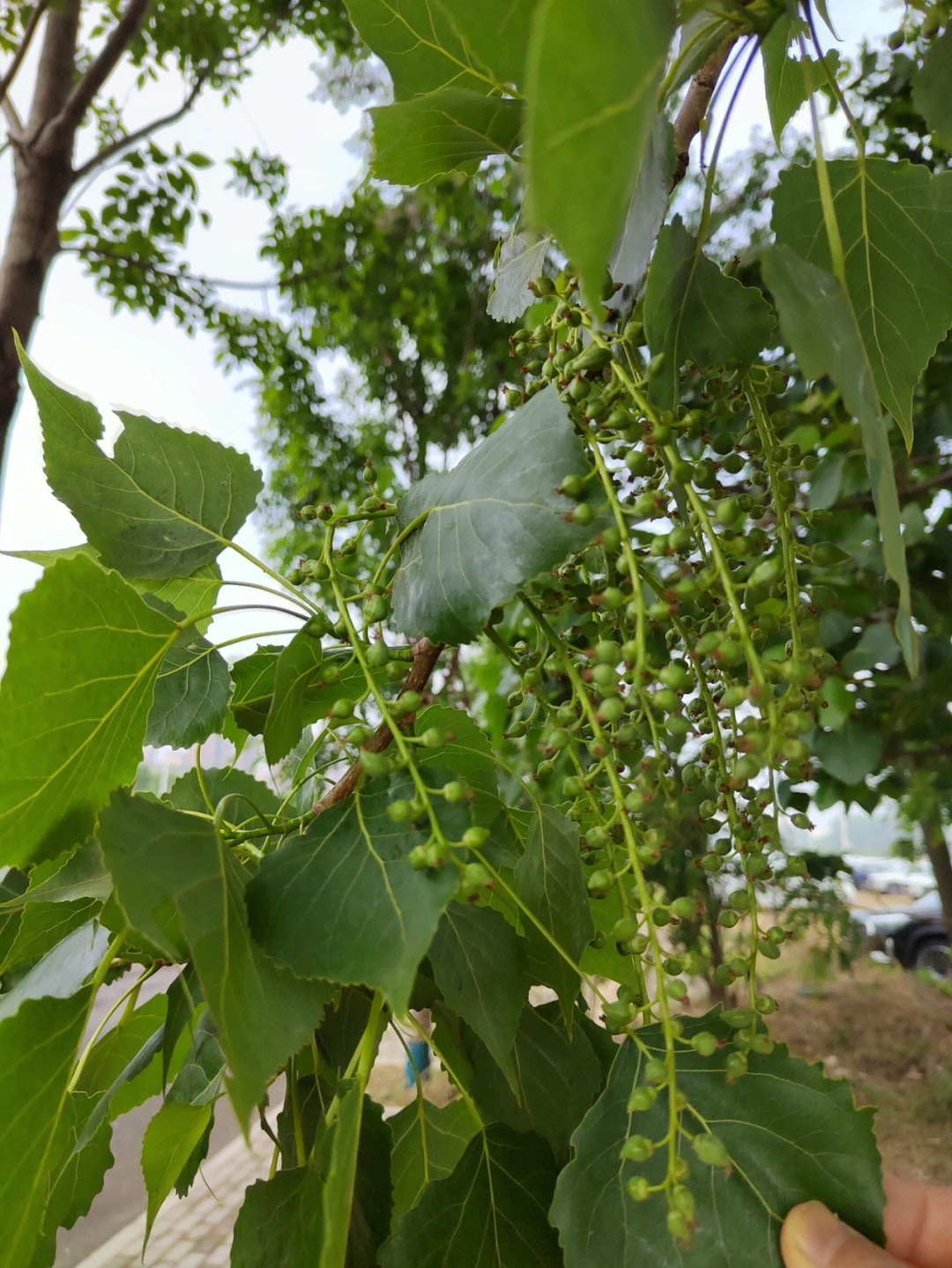 杨絮结构图片