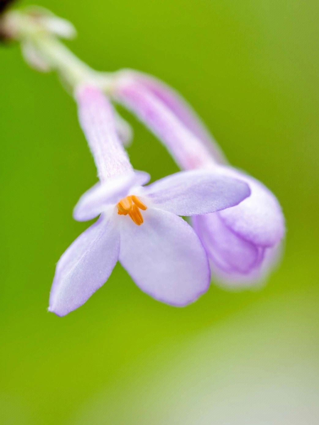 芫花花语图片