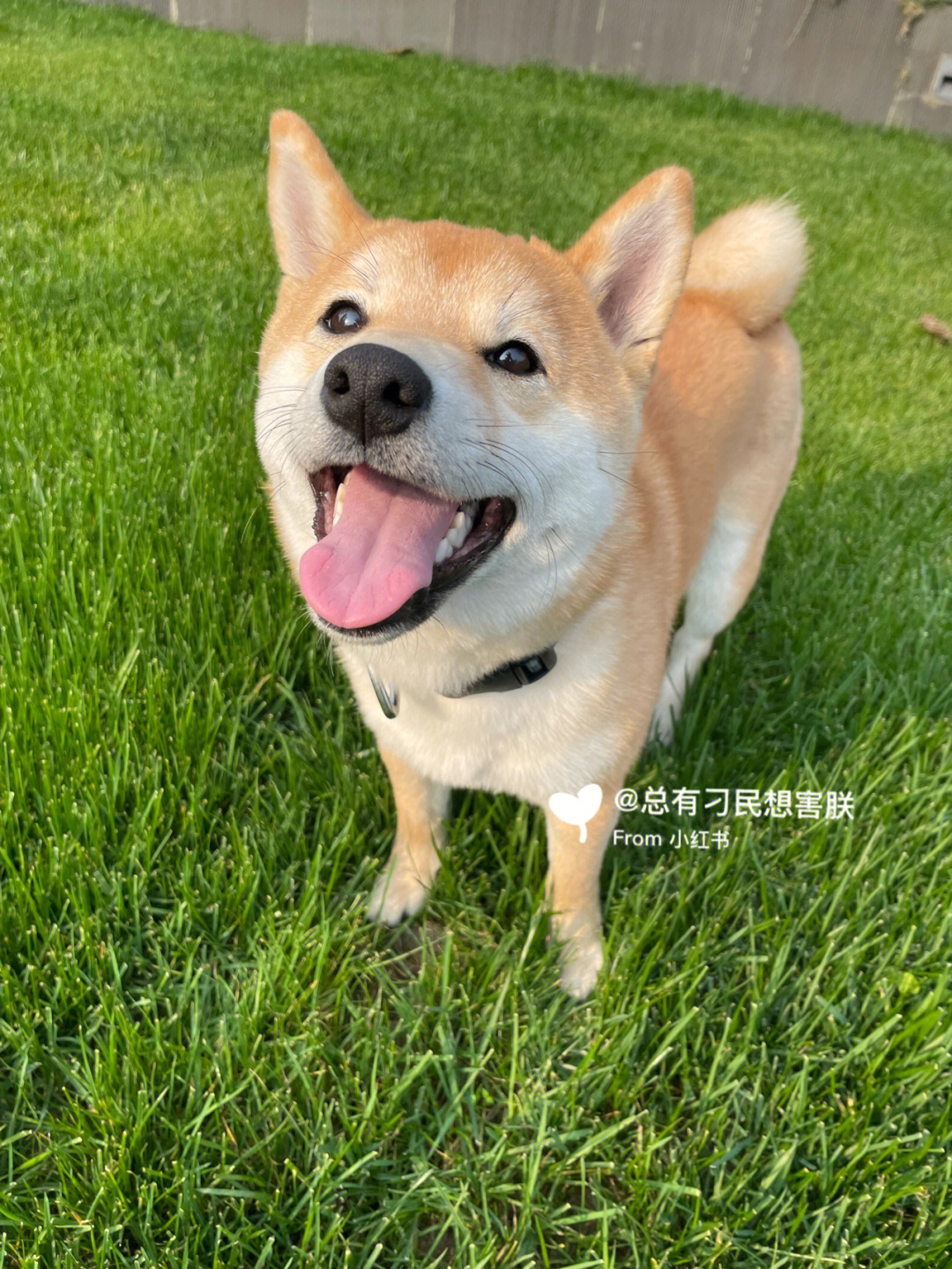 微笑柴犬