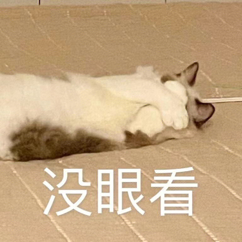 久违的彩票表情包2333 长大了不少但颜值还是飘忽不定#猫咪表情包