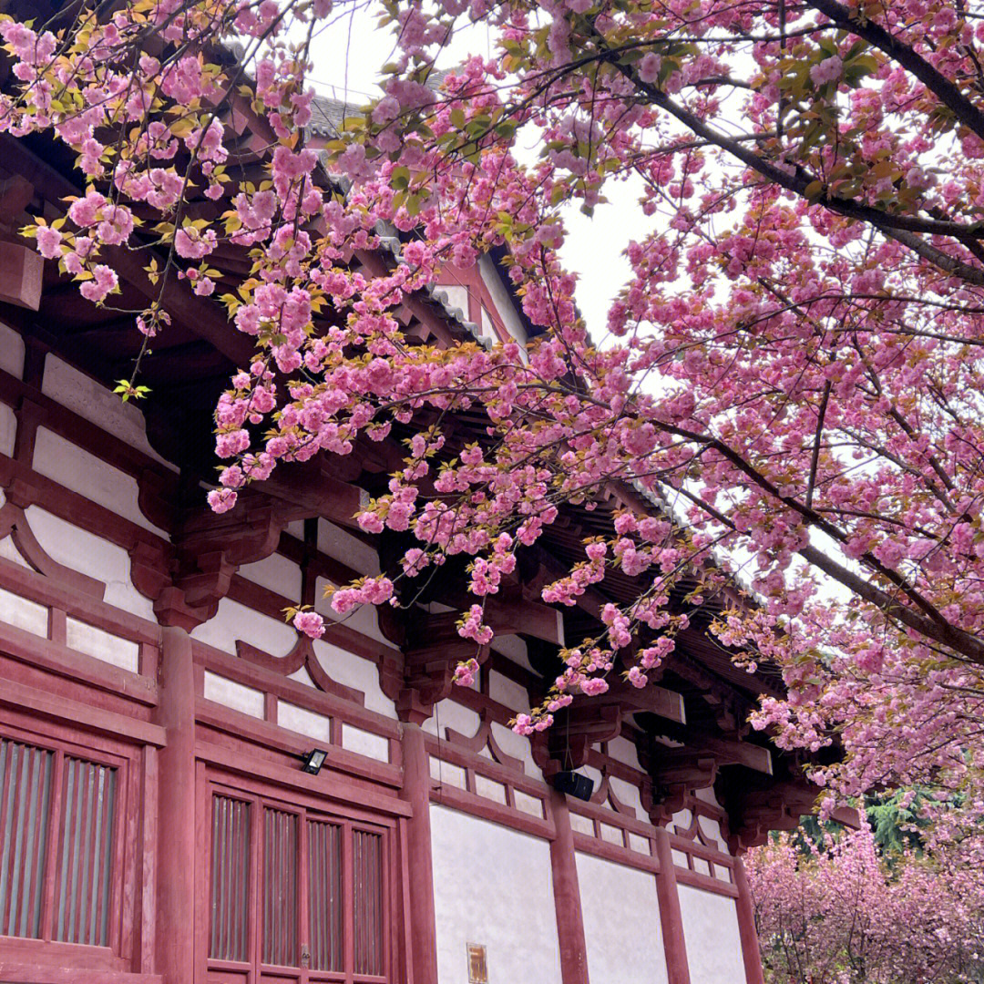 青龙寺樱花