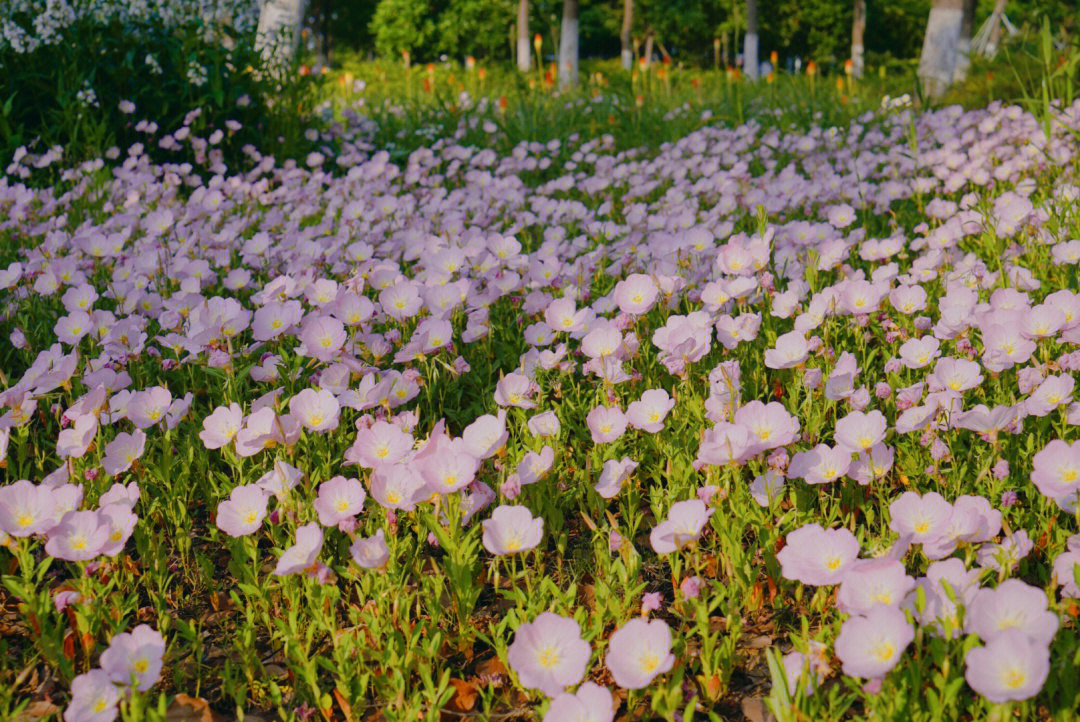 苏州阳澄湖半岛樱花图片