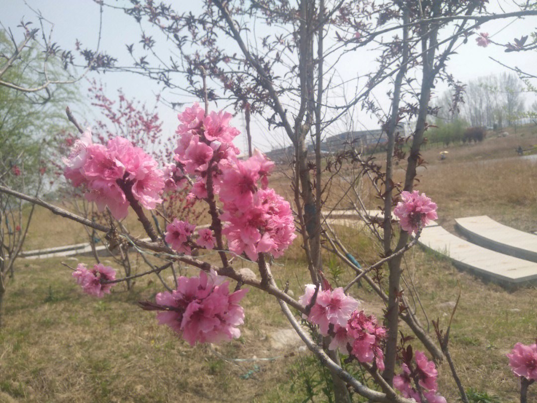 春花照片丑女图片