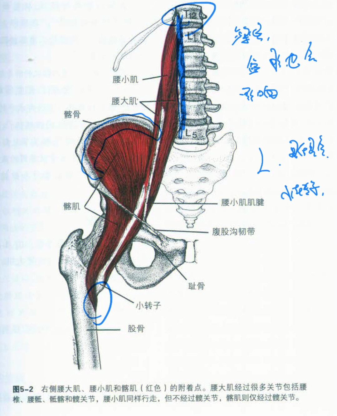 髂腰肌滑囊解剖图图片