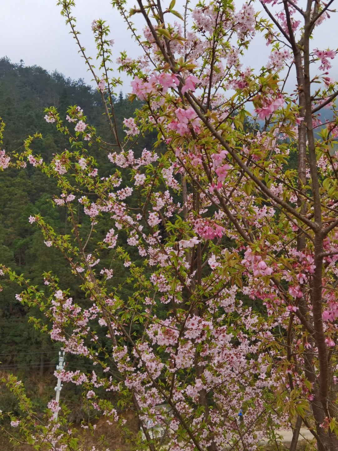 大田仙居山图片