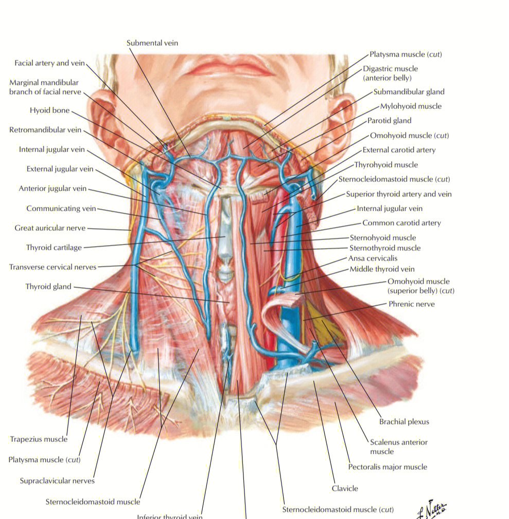 颈动脉鞘淋巴结图片