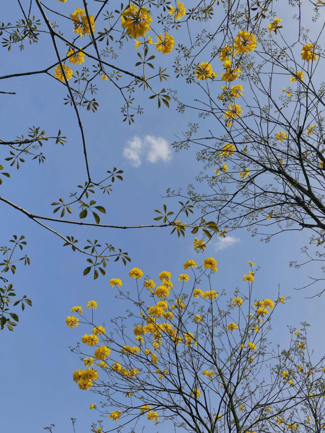 春日里的小黄花成都黄花风铃木开啦