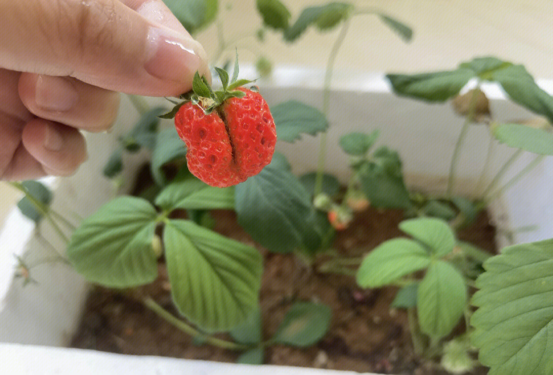 种草莓 真人图片