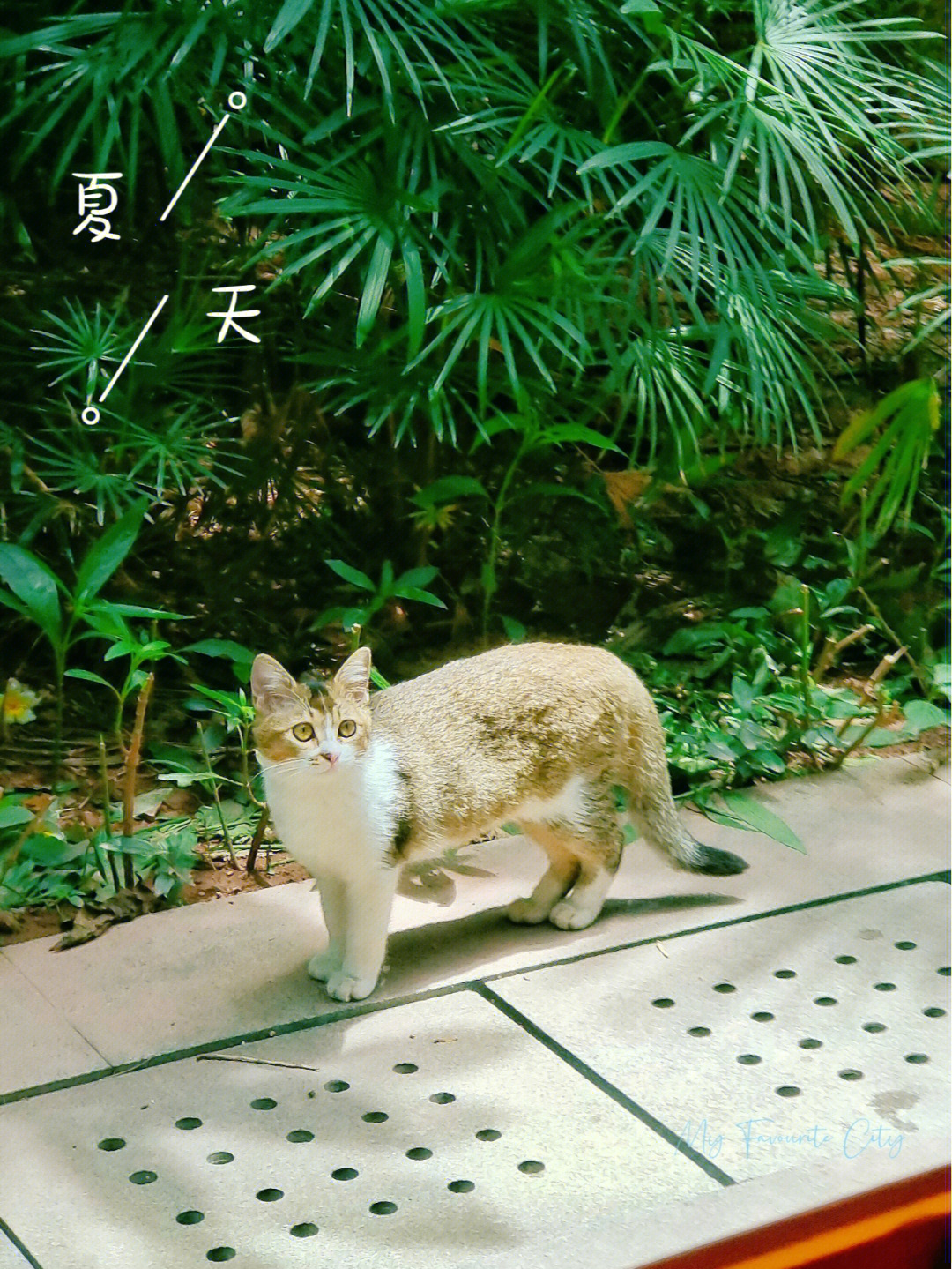 小灰狸