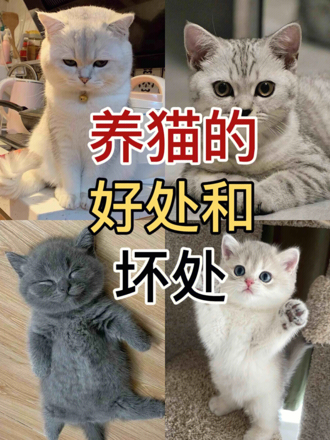 养猫的好处和坏处图片