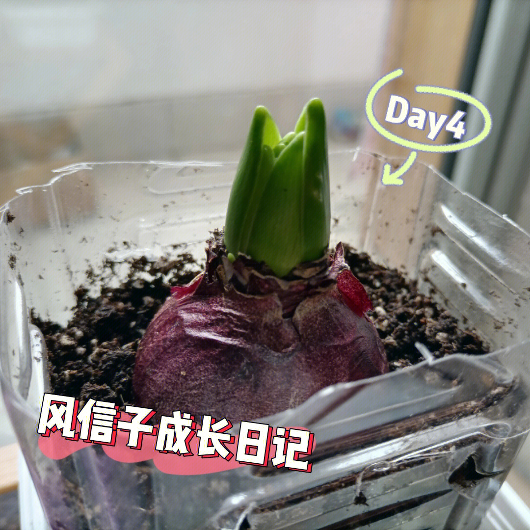 风信子成长日记day4