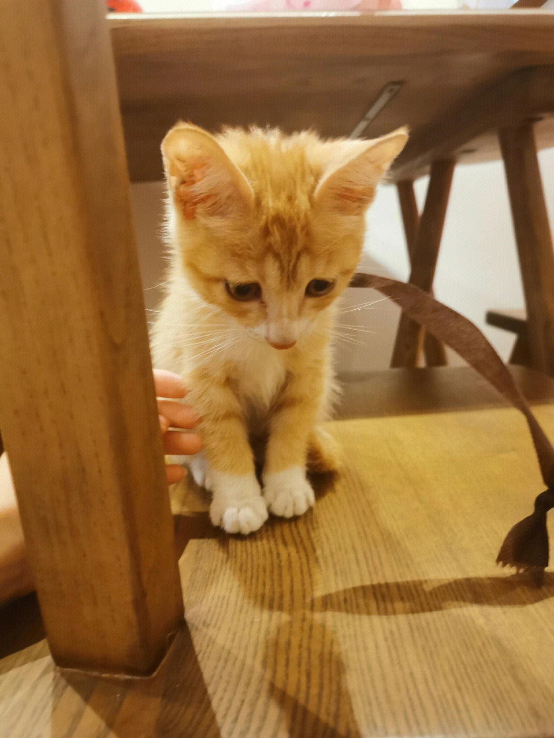重庆小橘白猫领养
