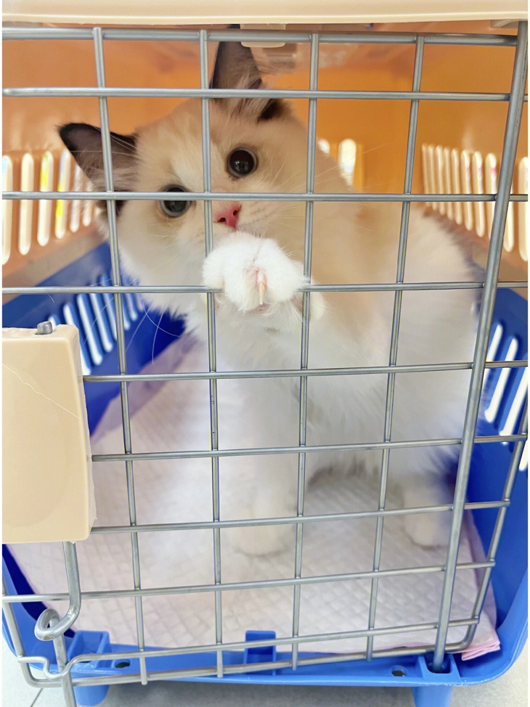 lisa小仙女猫今日翻香港屋企啦