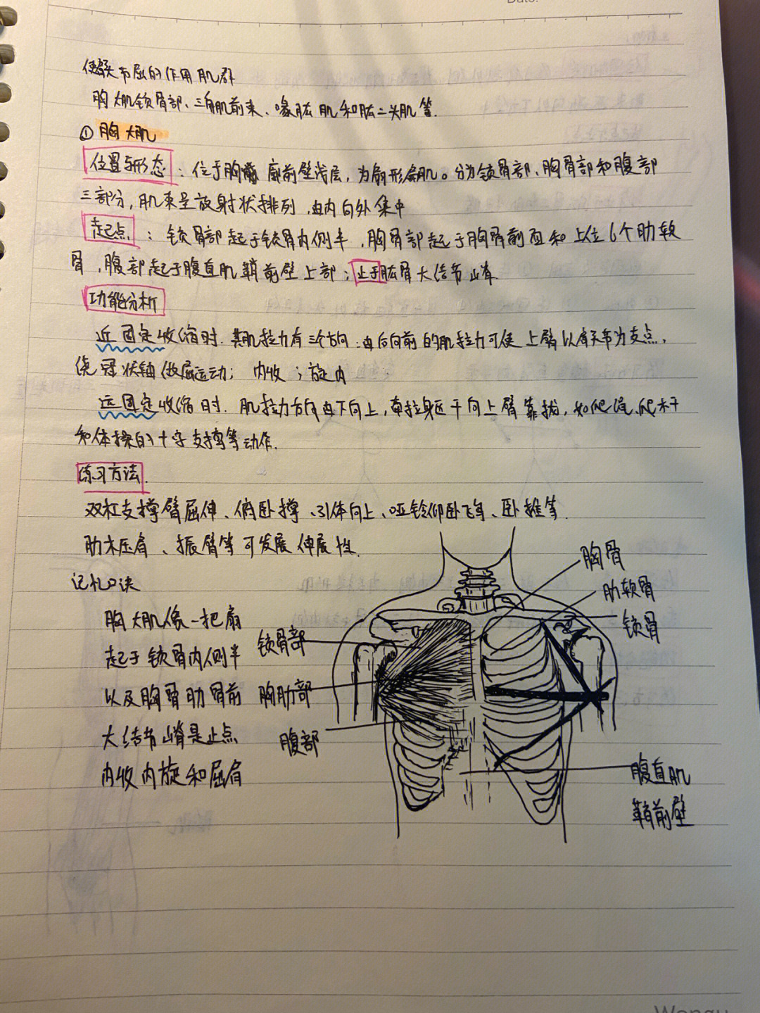 骨骼肌知识点总结图图片