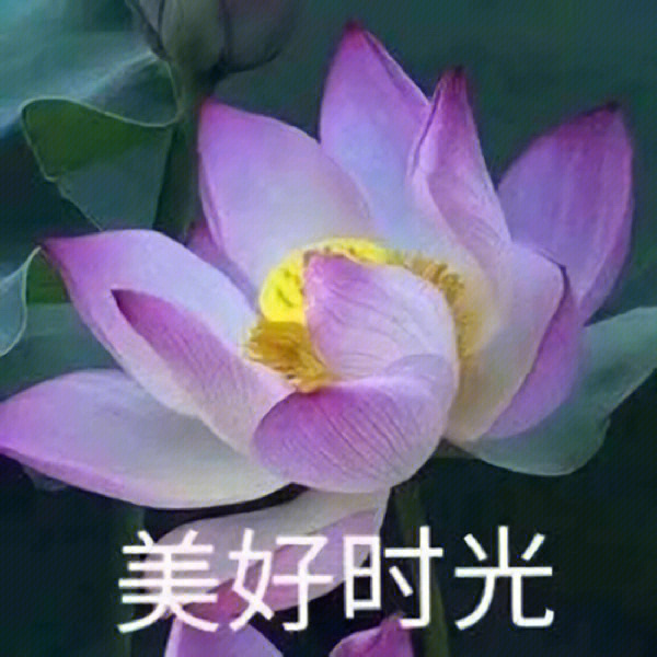 老年人莲花头像哦