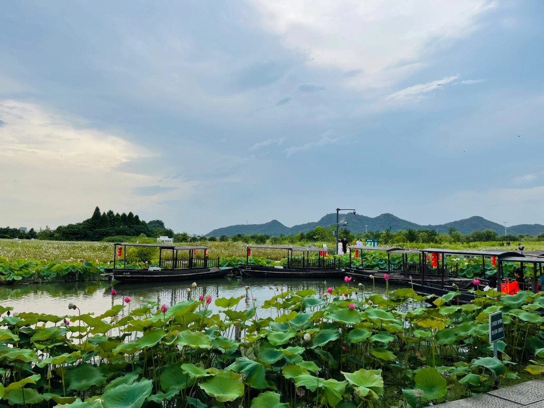 湘湖三期花海最佳时期图片