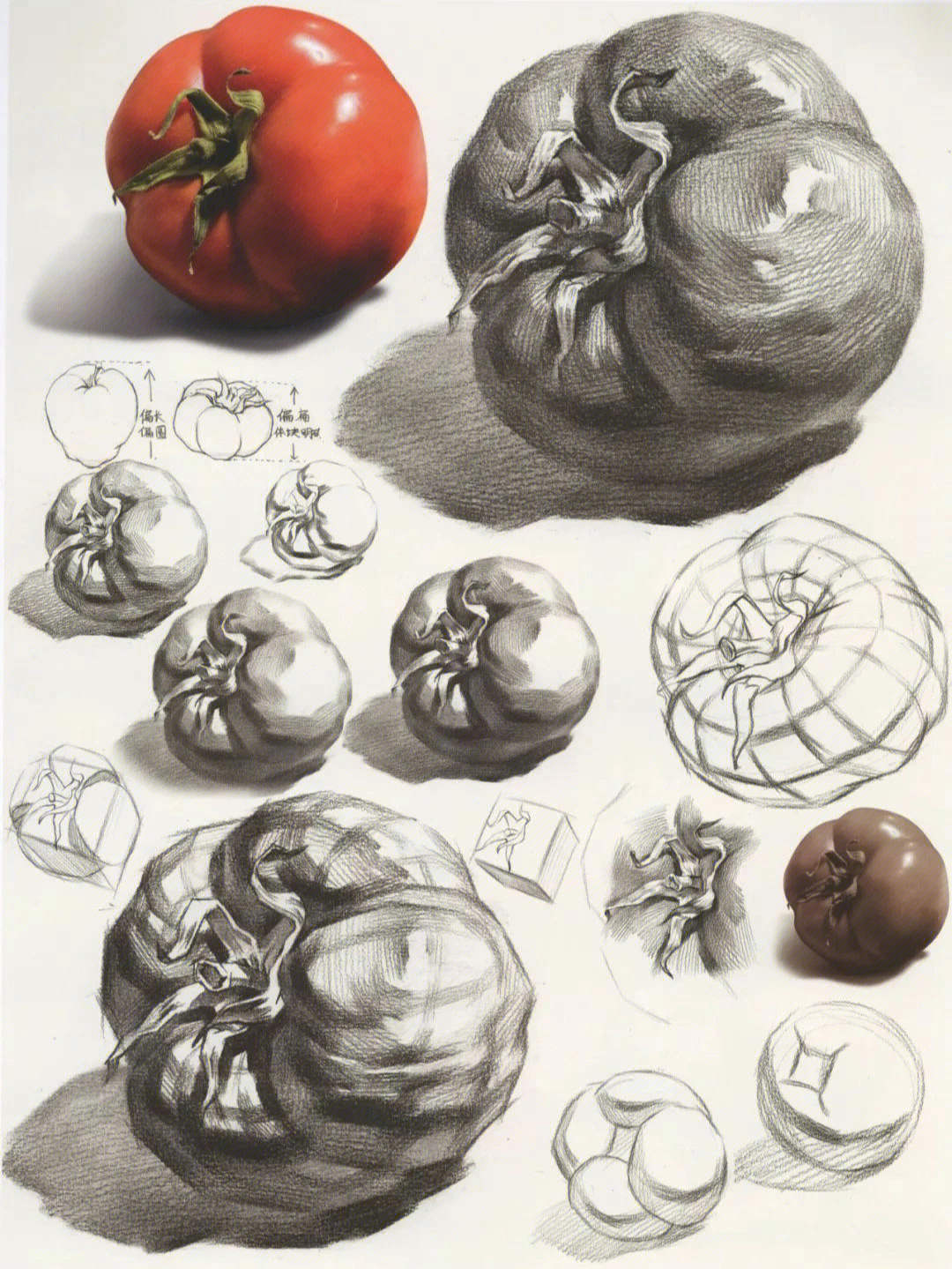 西红柿素描结构图片