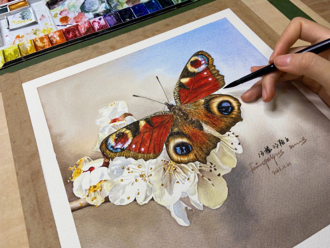 大孔雀蝶手绘图图片