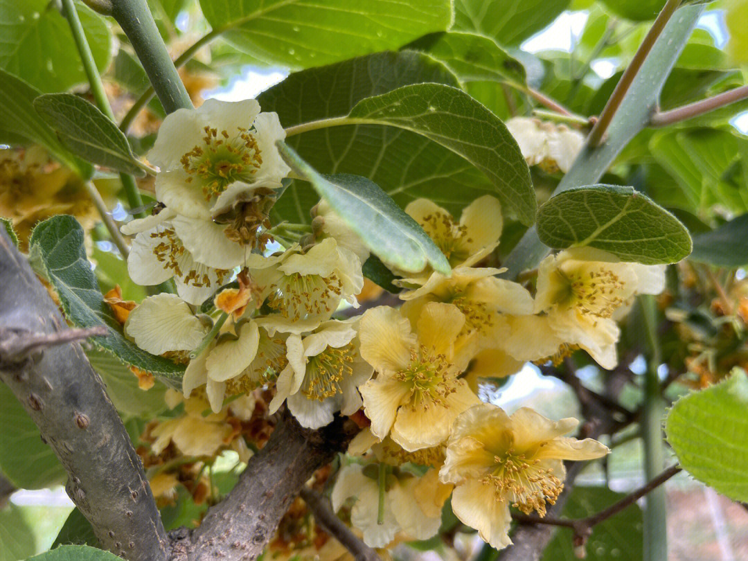 软枣猕猴桃开花图片