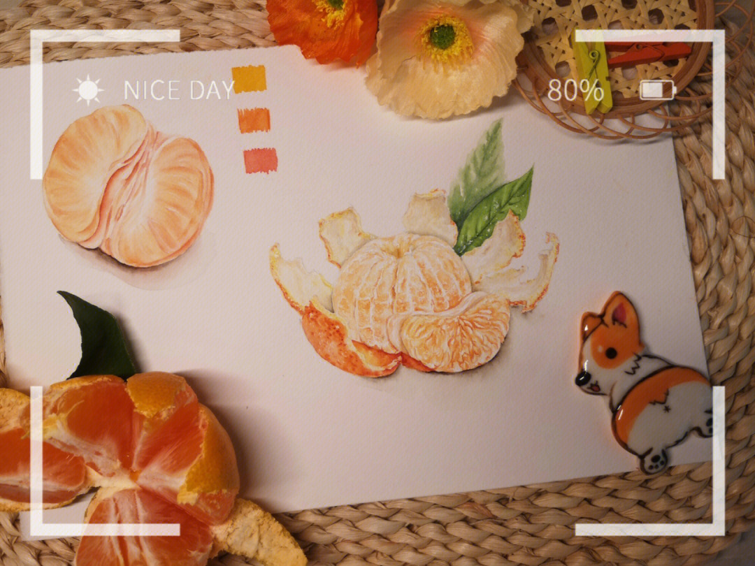 橘子组织解剖图图片