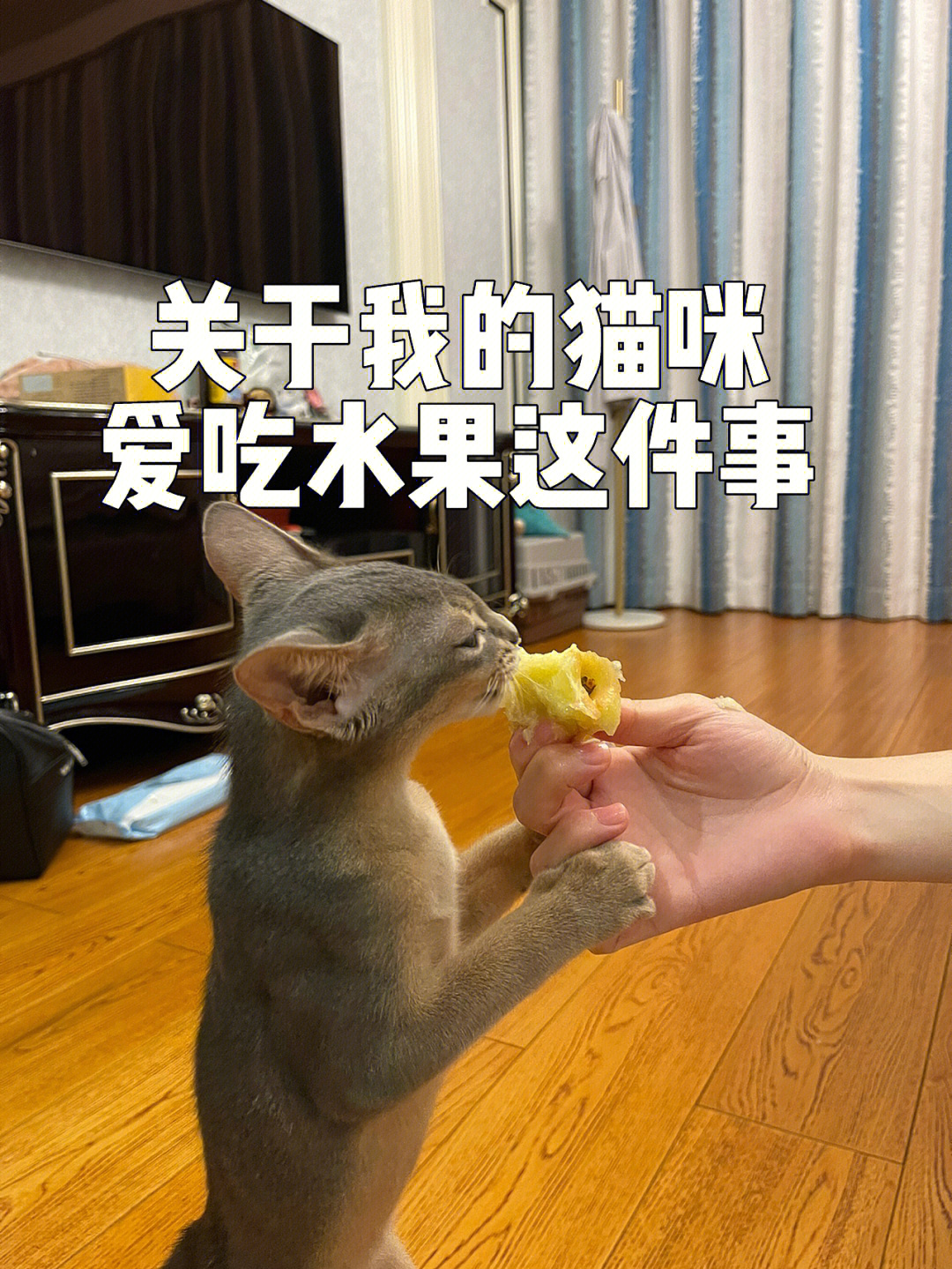 爱吃水果的猫咪