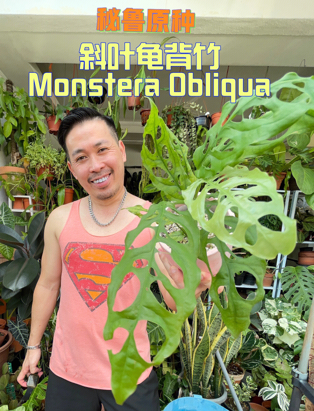 秘鲁原种斜叶龟背竹monsteraobliqua