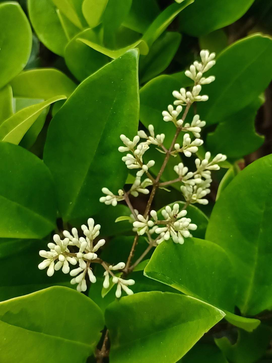 朝鲜金贞花照片图片