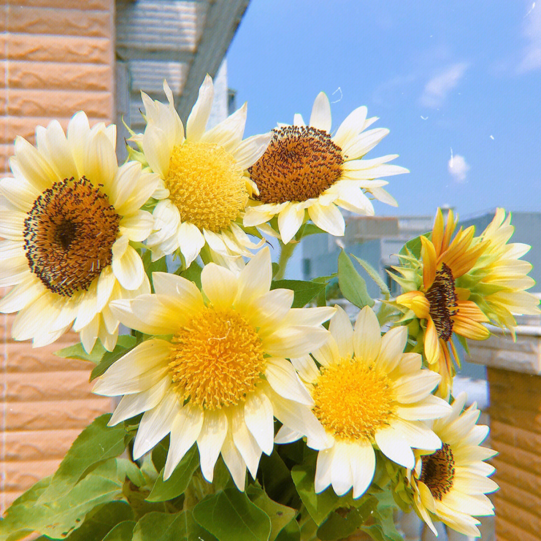 紫阳花向日葵三部图片