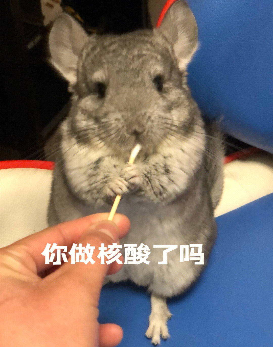 龙猫土豆的表情包