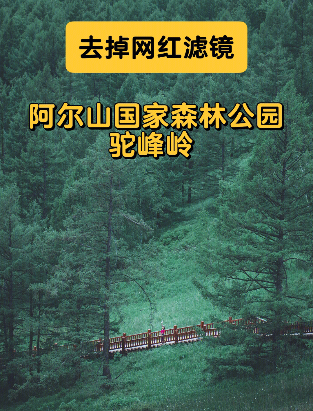 【去掉网红滤镜】阿尔山国家森林公园-驼峰岭