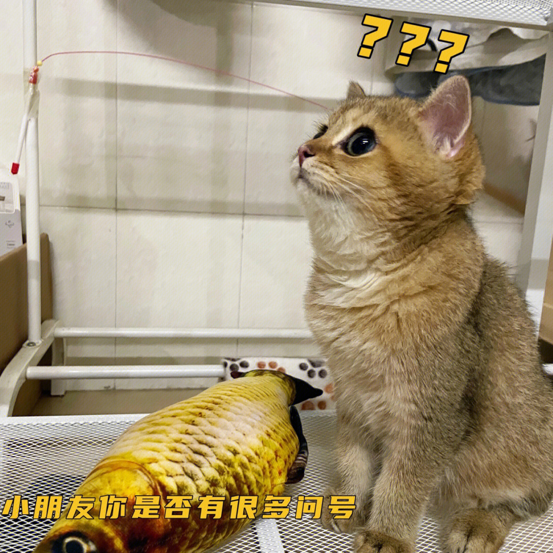 大头猫电影票图片