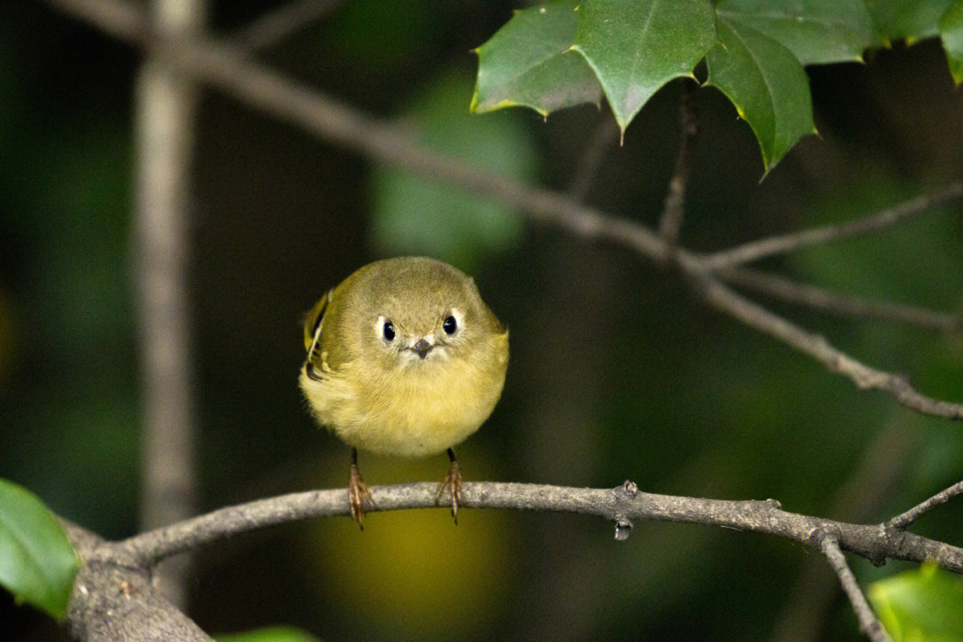 红冠戴菊rubycrownedkinglet