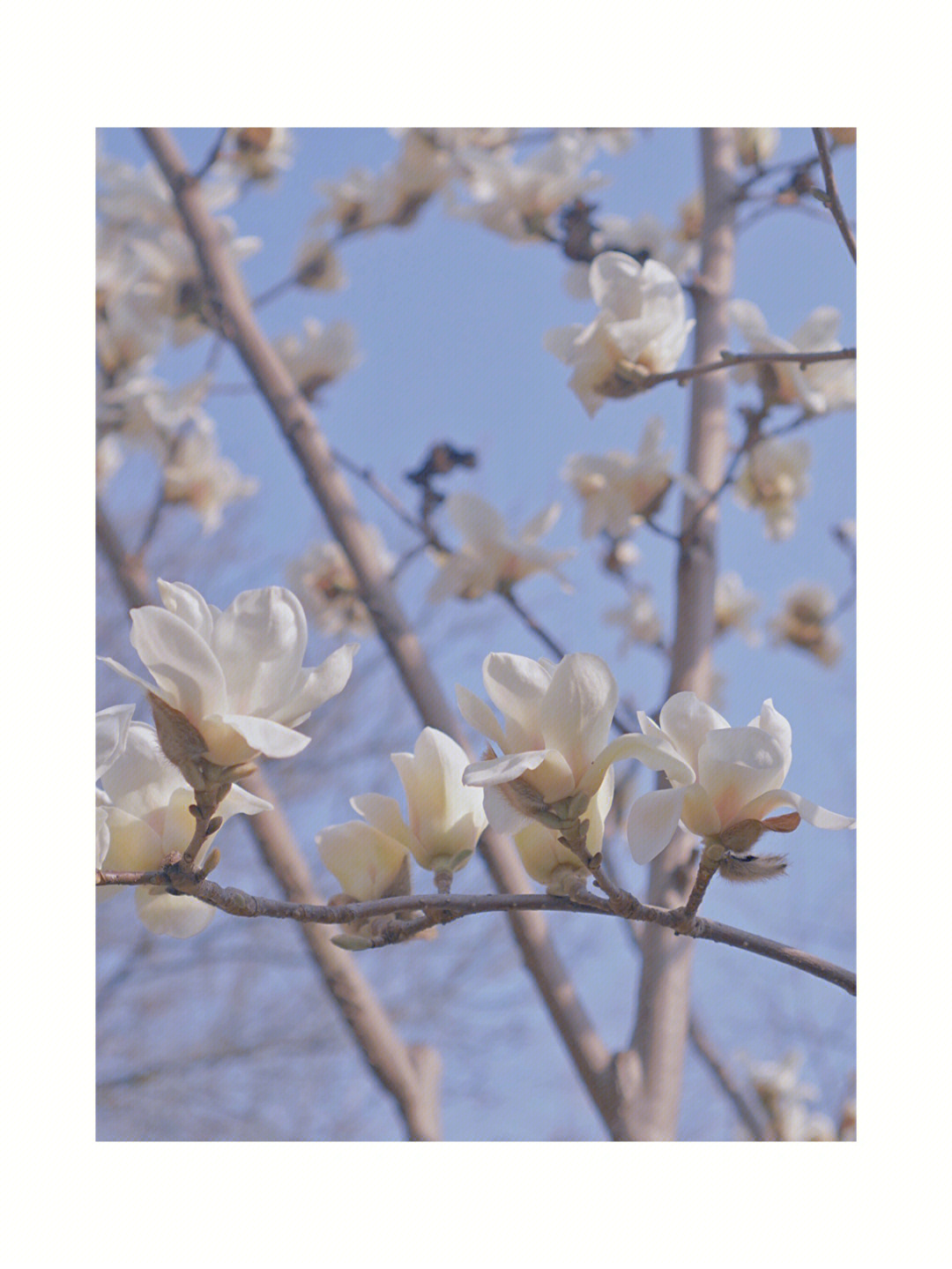 上海市市花玉兰花图片