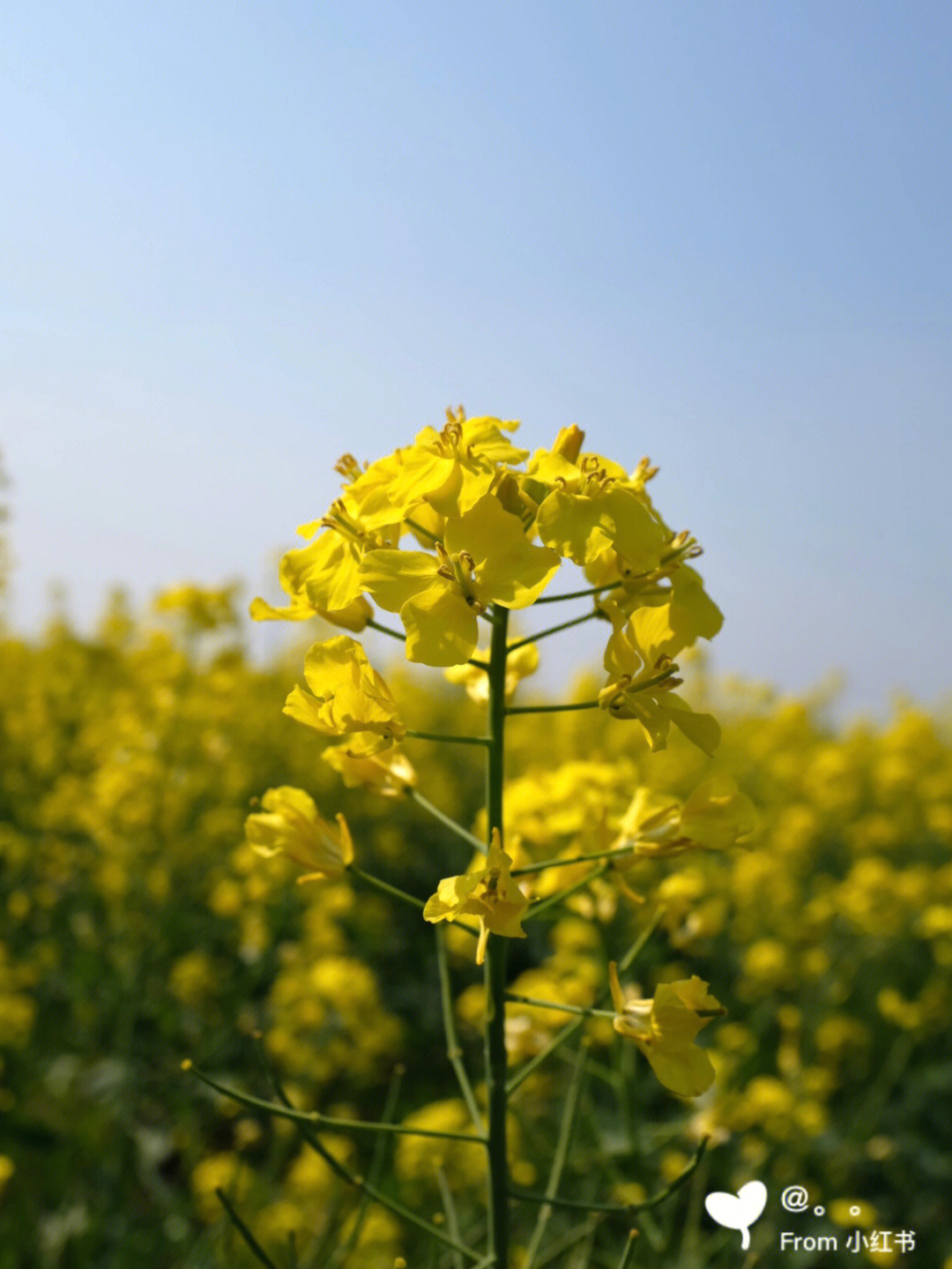 吴江北联村油菜花图片