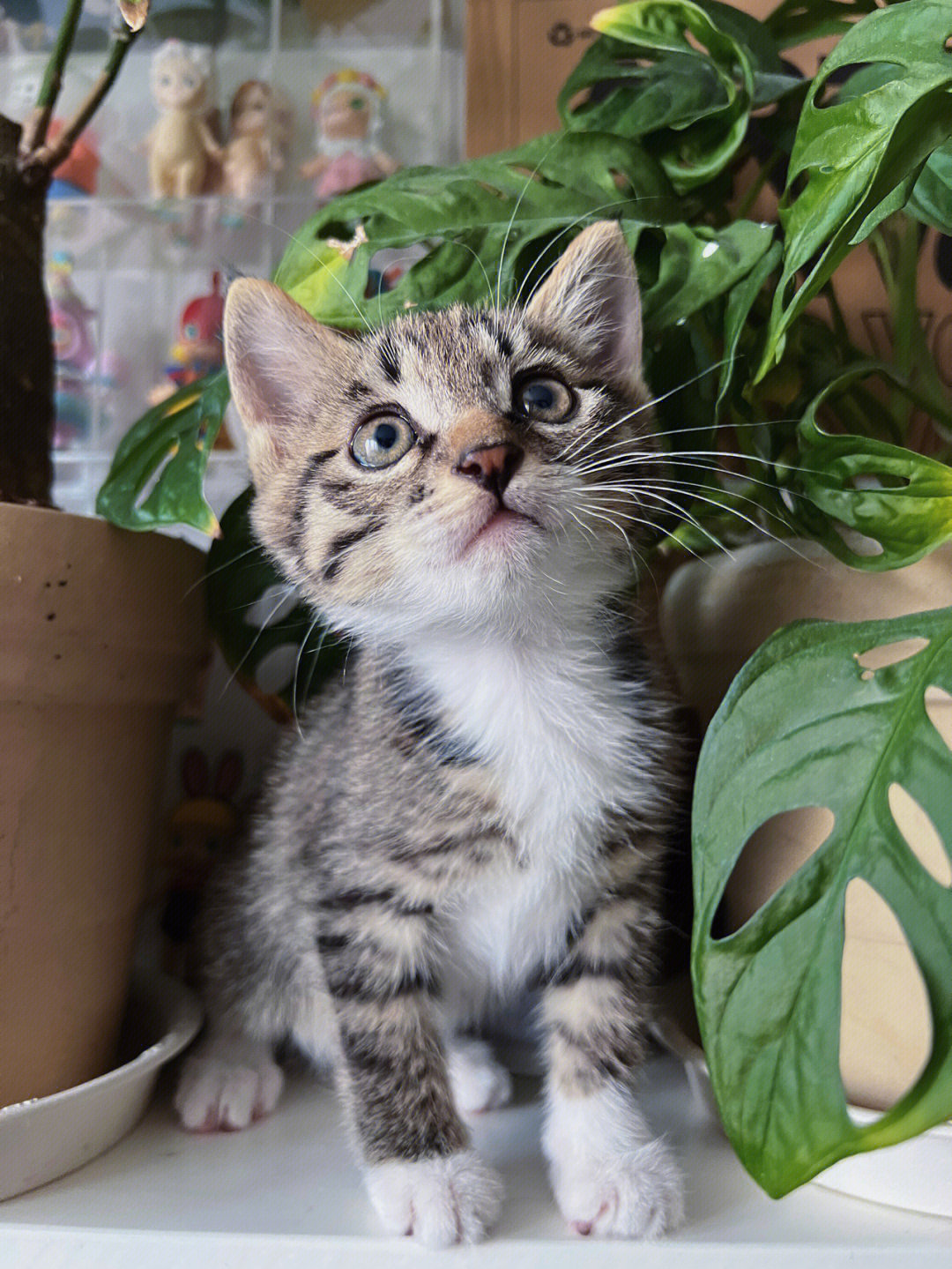 狸花猫各个月龄图片图片