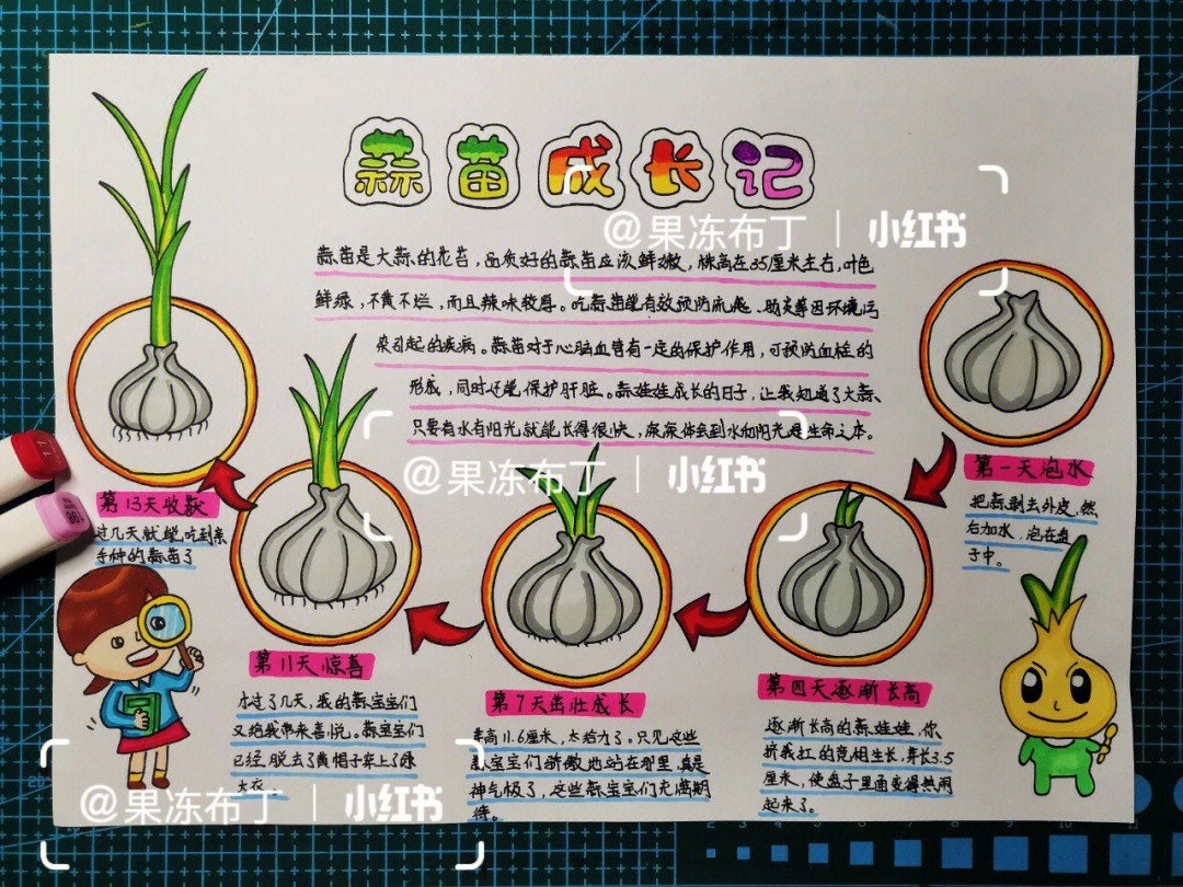 大蒜的生长过程 手绘图片