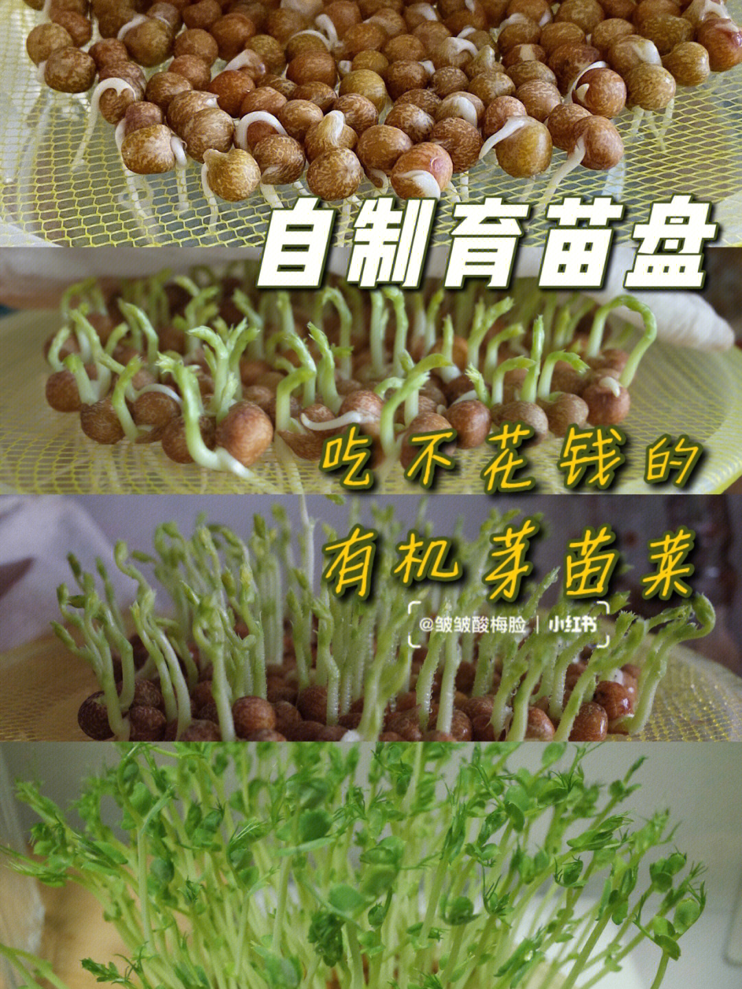 花椒籽芽苗菜图片