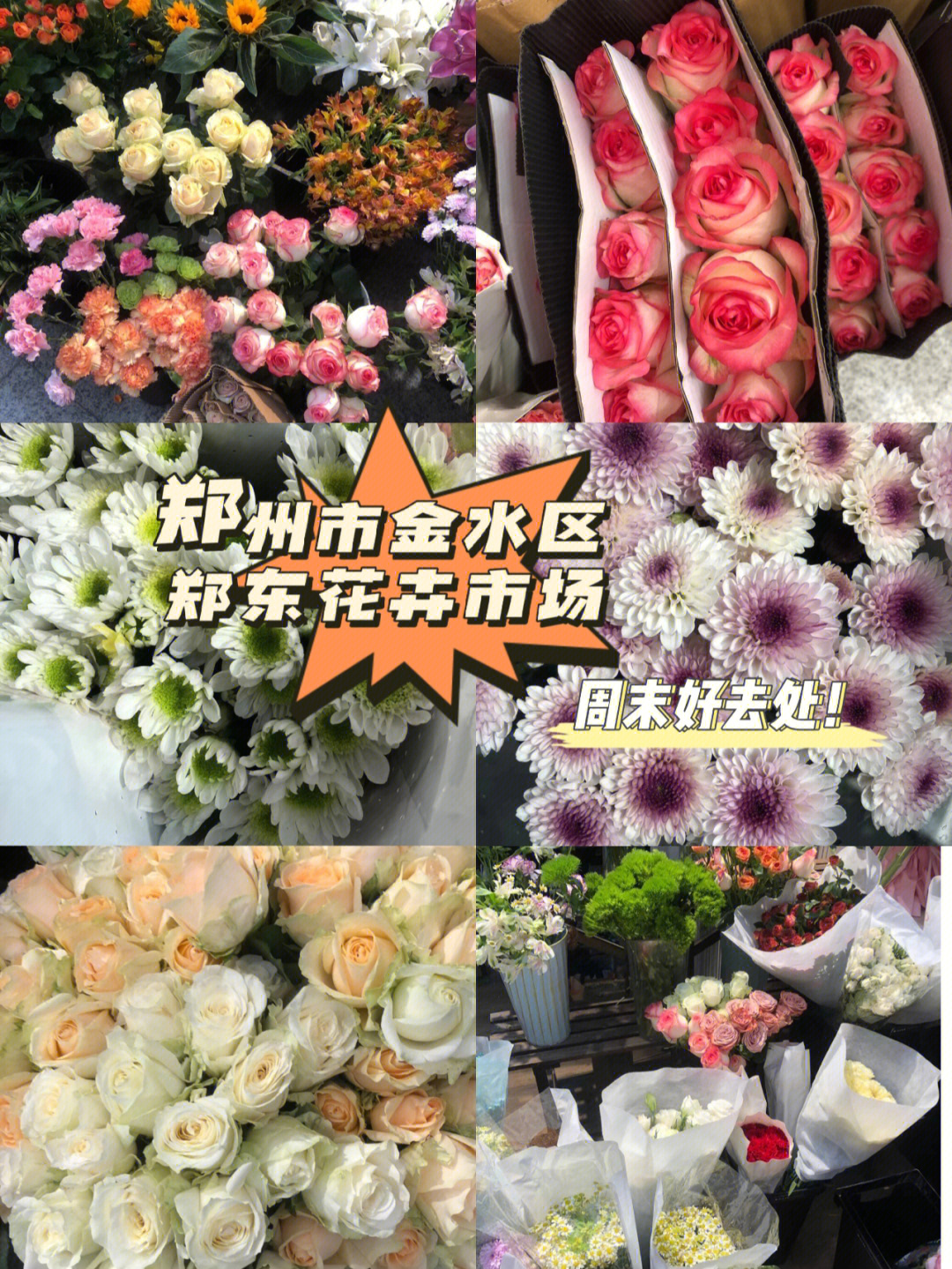 郑州双桥花卉市场地图图片