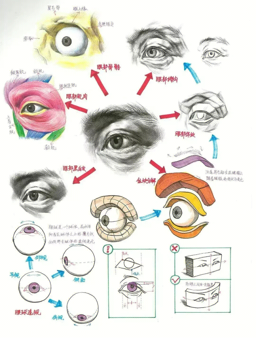 画眼球结构示意图素描图片