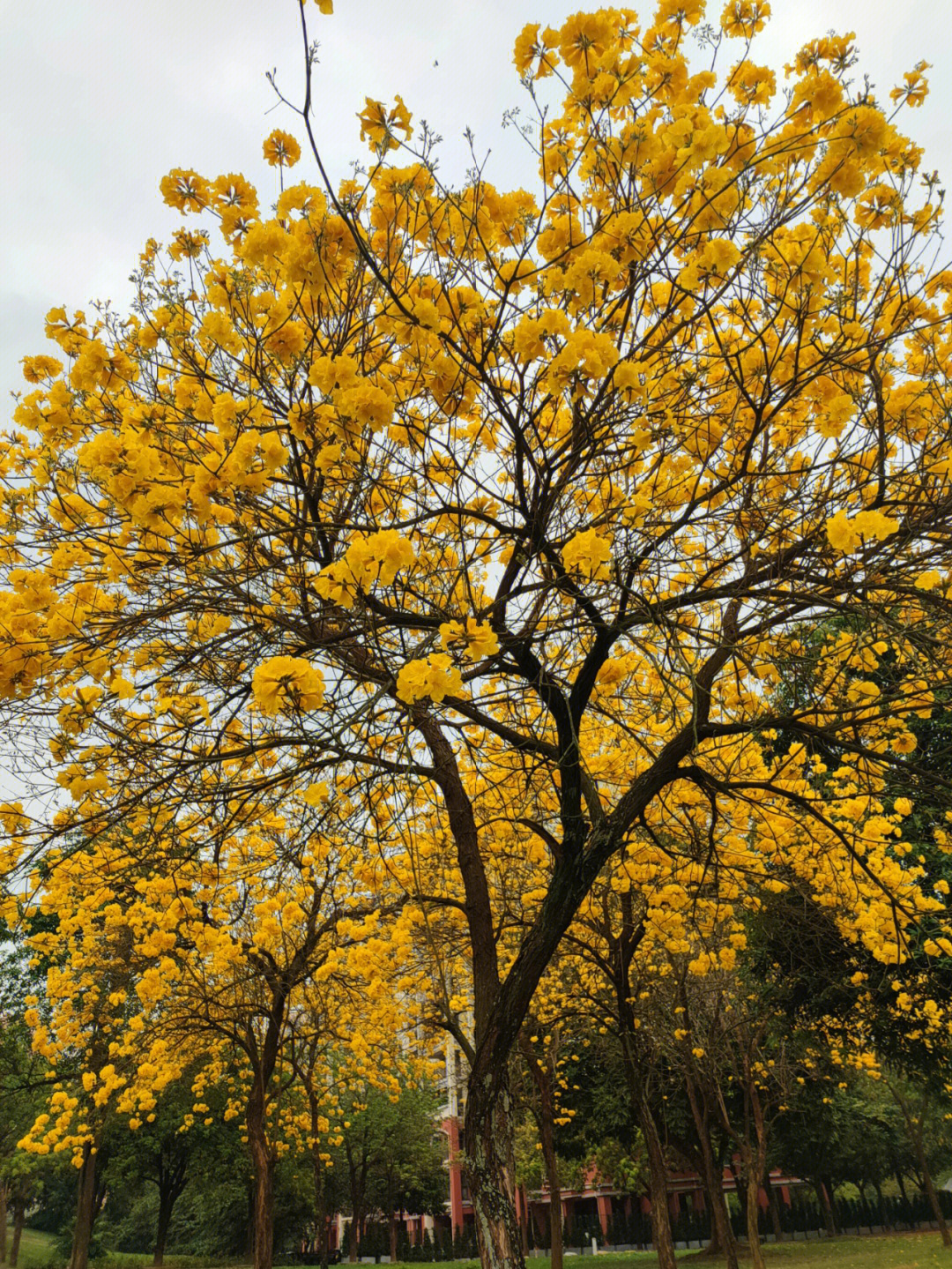 黄枫木铃花图片