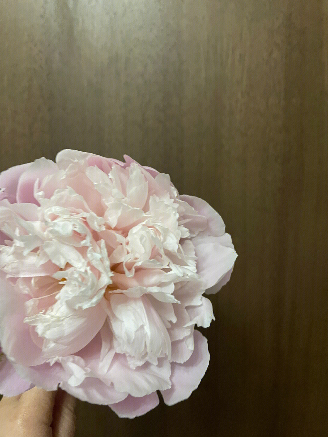 雪山紫玉芍药图片