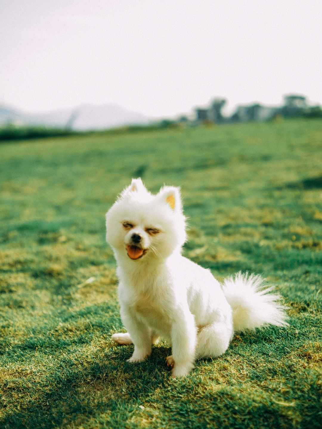 磨人的博美犬修狗