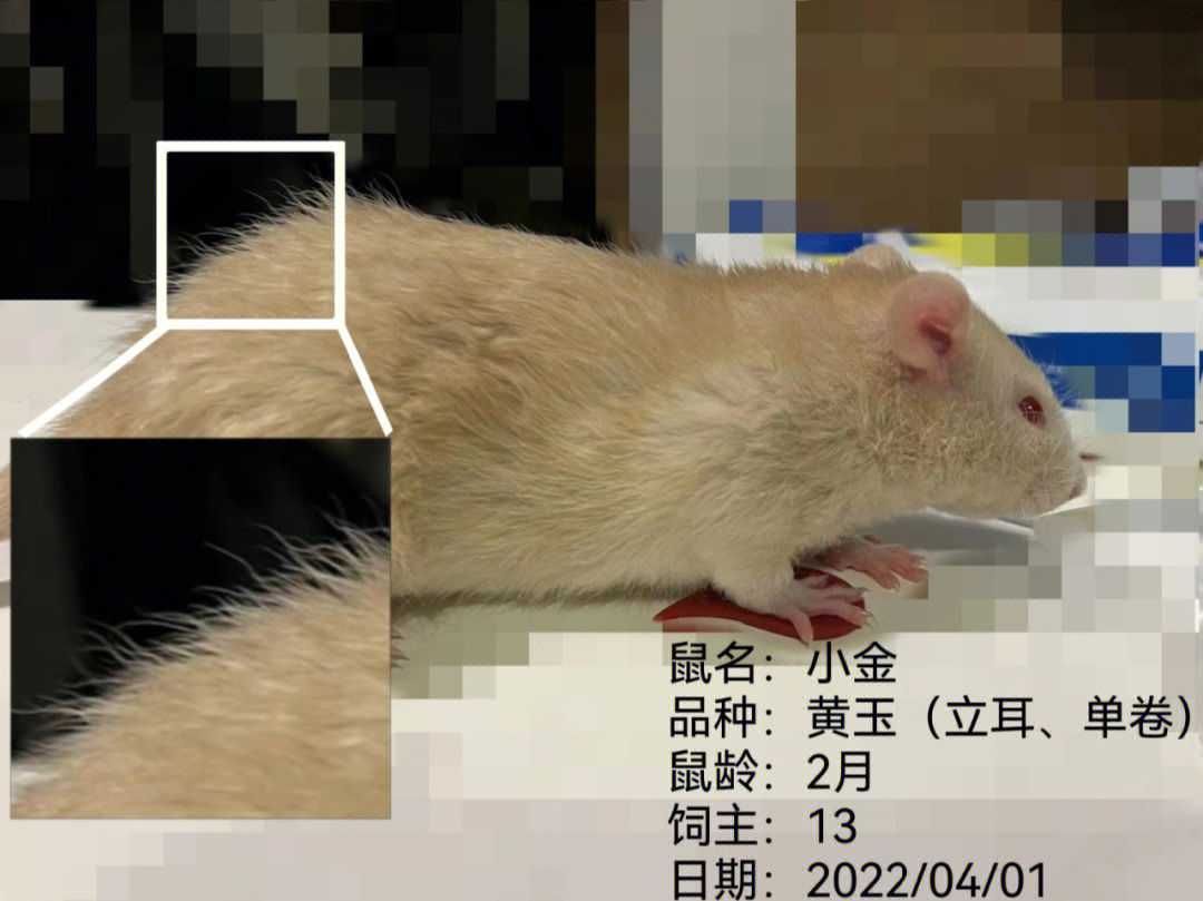 鼠类智商花枝鼠排名图片