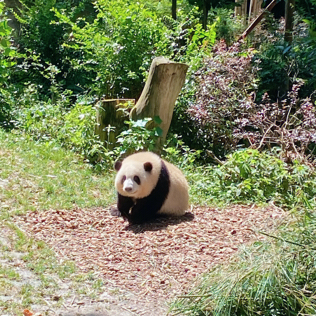 成都大熊猫基地炎炎夏日超强攻略75