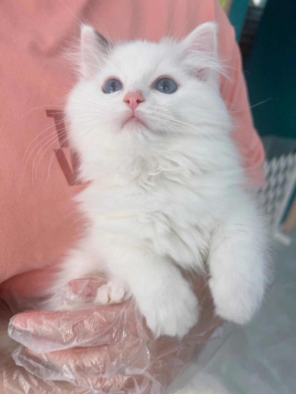 梵色布偶猫白耳图片