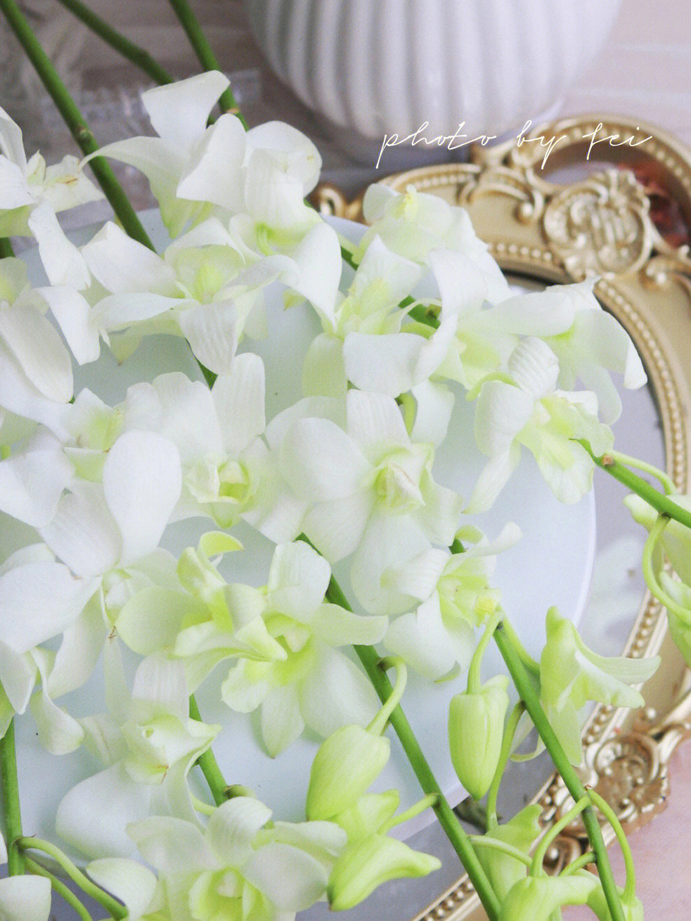 泰国白色洋兰的花语图片